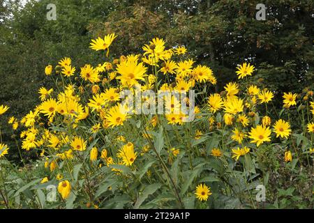 Pianta di tazze (Silphium perfoliatum), coltura di silphia Energy, alimentazione animale, Allgaeu, Baviera, Germania Foto Stock