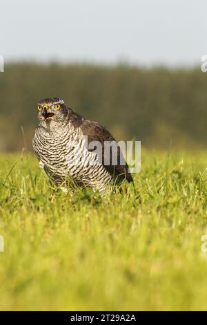 goshawk settentrionale (Accipiter gentilis) che mangiava prede in un prato, Allgaeu, Baviera, Germania Foto Stock