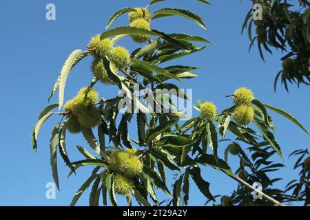 Castagno, castagno dolce (Castanea sativa), castagno dolce chiuso, frutti spinosi sull'albero, Allgaeu, Baviera, Germania Foto Stock