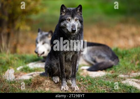 Un lupo nero riposa nella foresta Foto Stock