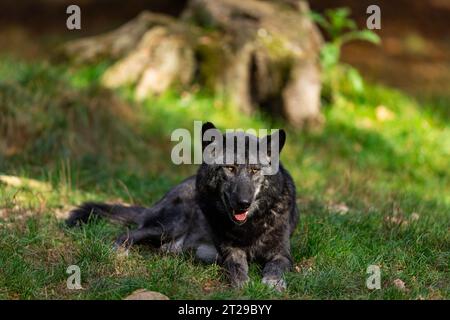 Un lupo nero riposa nella foresta Foto Stock