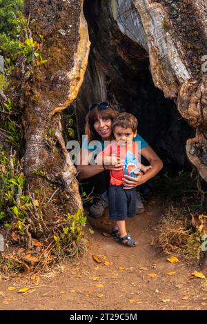 Fanal Forest Madeira, antichi alberi di alloro, che giocano con suo figlio nel buco nel mezzo. Portogallo Foto Stock