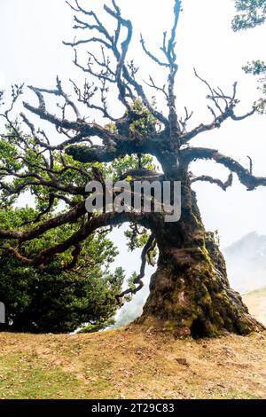 Foresta Fanal a Madeira, antichi alberi di alloro, foto verticale Foto Stock