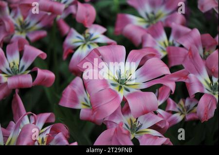 Rosa Darwin Hybrid Tulips (Tulipa) Big Love fiorisce in un giardino ad aprile Foto Stock