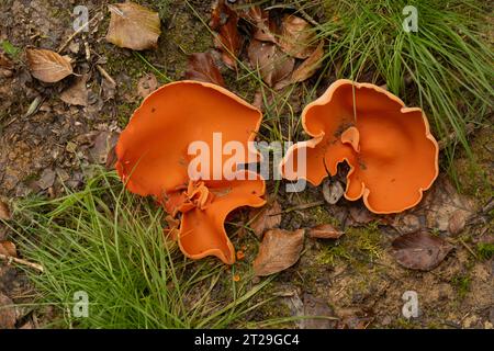 Fungo di buccia d'arancia: Aleuria aurantia. Sussex, Regno Unito Foto Stock