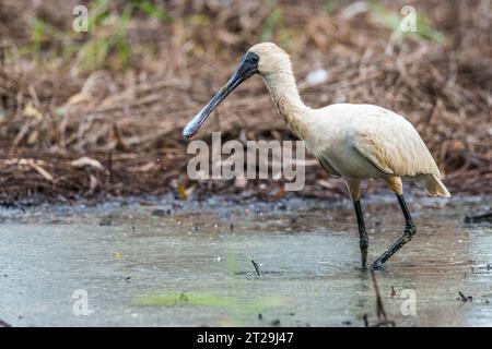 la spilla reale (Platalea regia), nota anche come la spilla a becco nero, pesca Foto Stock