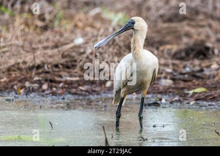 la spilla reale (Platalea regia), nota anche come la spilla a becco nero, pesca Foto Stock