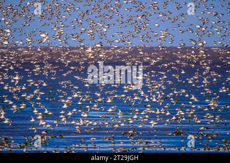 Stormo di uccelli canutici selvaggi Calidris che sorvolano l'acqua dell'oceano contro il cielo blu senza nuvole alla luce del giorno Foto Stock
