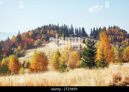 Maestosa immagine di betulle a raggi di sole nella magica valle. Splendida e pittoresca scena mattutina. Foglie rosse e gialle. Luogo luogo Carpazi, Foto Stock