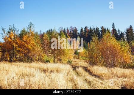 Maestosa immagine di betulle a raggi di sole nella magica valle. Splendida e pittoresca scena mattutina. Foglie rosse e gialle. Luogo luogo Carpazi, Foto Stock