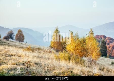 Maestosa immagine di betulle a raggi di sole nella magica valle. Splendida e pittoresca scena mattutina. Foglie rosse e gialle. Luogo luogo Carpazi, Foto Stock