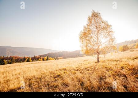 Maestosa immagine di betulle a raggi di sole nella magica valle. Splendida e pittoresca scena mattutina. Foglie rosse e gialle. Luogo luogo Carpazi, Foto Stock