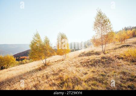 Maestosa immagine di betulle a raggi di sole nella magica valle. Splendida e pittoresca scena mattutina. Foglie rosse e gialle. Luogo luogo Carpazi, Foto Stock