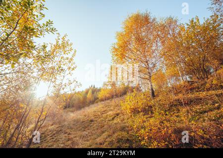 Maestosa immagine di betulle a raggi di sole nella magica valle. Splendida e pittoresca scena mattutina. Foglie rosse e gialle. Luogo luogo Carpazi, Foto Stock