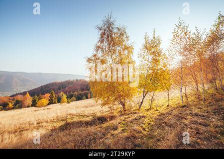 Maestosa immagine di betulle a raggi di sole nella magica valle. Splendida e pittoresca scena mattutina. Foglie rosse e gialle. Luogo luogo Carpazi, Foto Stock