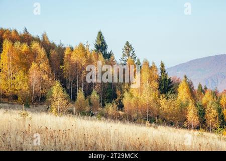 Maestosa immagine di betulle a raggi di sole nella magica valle. Splendida e pittoresca scena mattutina. Foglie rosse e gialle. Luogo luogo Carpazi, Foto Stock