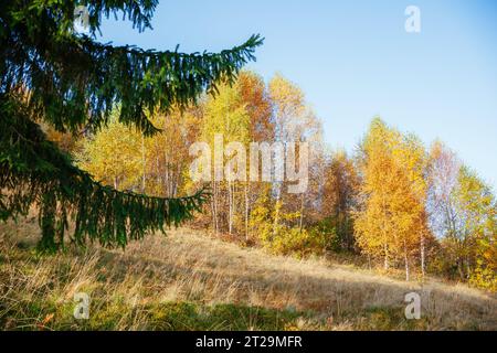 Splendida immagine degli alberi luminosi con i raggi del sole. Giorno meraviglioso e scena vivace. Foglie rosse e gialle. Posizione Place Carpathians, Ucraina, Europa. W Foto Stock