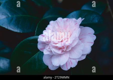 Camelia japonica "Marguerite Gouillon" | Un delicato fiore rosa di camelia in piena fioritura, incastonato tra foglie di verde scuro con uno sfondo morbido. Foto Stock