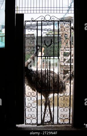 Nosey emu nella fattoria dietro una recinzione e un cancello in ferro battuto Foto Stock