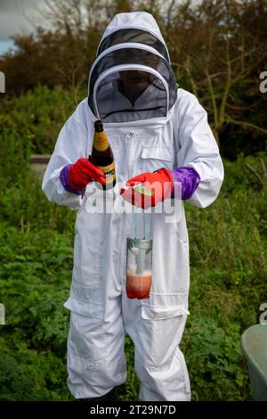 Gli apicoltori mettono un po' di sidro in un barattolo per attirare le vespe e affogarle prima che possano uccidere gli alveari. Foto Stock