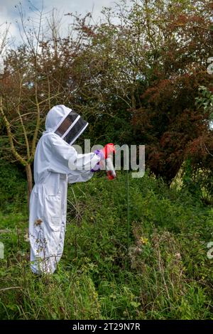 Gli apicoltori mettono il sidro in un barattolo per attirare le vespe e affogarle prima che possano uccidere gli alveari. Le vespe uccidono le api mellifere per il cibo in estate Foto Stock