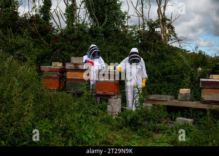 Apicoltori che controllano gli alveari su un pezzo di terra dietro una fattoria. Questa colonia è stata uccisa dalle vespe. Foto Stock