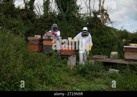 Apicoltori che controllano gli alveari su un pezzo di terra dietro una fattoria. Questa colonia è stata uccisa dalle vespe. Foto Stock