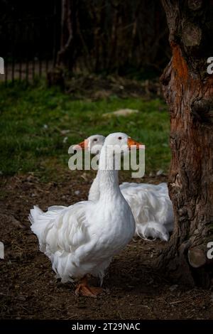 Due oche nella fattoria che guardano in direzioni opposte, concetto di rottura Foto Stock