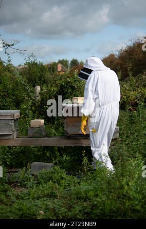 Apicoltori che controllano gli alveari su un pezzo di terra dietro una fattoria. Questa colonia è stata uccisa dalle vespe. Foto Stock