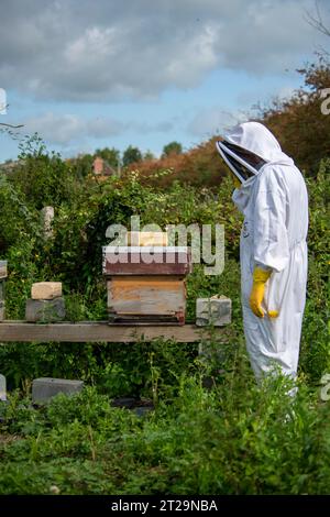 Apicoltori che controllano gli alveari su un pezzo di terra dietro una fattoria. Questa colonia è stata uccisa dalle vespe. Foto Stock