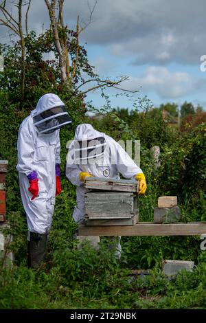 Apicoltori che controllano gli alveari su un pezzo di terra dietro una fattoria. Questa colonia è stata uccisa dalle vespe. Foto Stock