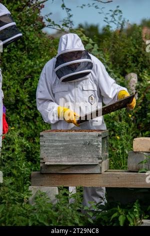 Apicoltori che controllano gli alveari su un pezzo di terra dietro una fattoria. Questa colonia è stata uccisa dalle vespe. Foto Stock