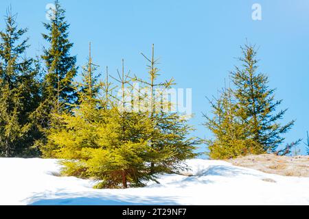 Fantastici alberi di conifere sui pendii di montagna alla luce del sole. Scenografia spettacolare. Posizione Place Carpathian, Ucraina, Europa. Concetto di ecologia prote Foto Stock