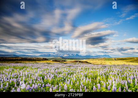 La magica valle del lupino in fiore, illuminata dalla luce del sole. Giornata insolita e splendida scena mattutina. Tipico panorama islandese. Posizione Islanda, Europa. Salva Foto Stock