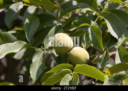 Noci verdi fresche nella buccia su un ramo d'albero con tracce di danni da pilastri. I parassiti agricoli i montanti mangiano noci e distruggono le colture. Nu Foto Stock