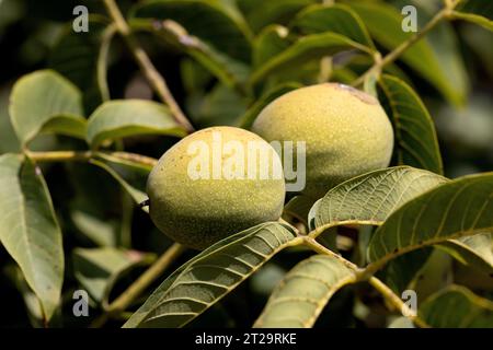 Noci verdi fresche nella buccia su un ramo d'albero con tracce di danni da pilastri. I parassiti agricoli i montanti mangiano noci e distruggono le colture. Nu Foto Stock