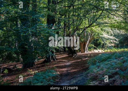 La foresta di Epping, un tempo terreno di caccia di Enrico VIII, ai margini di Londra offre spazio per molte attività ricreative all'aperto. Foto Stock