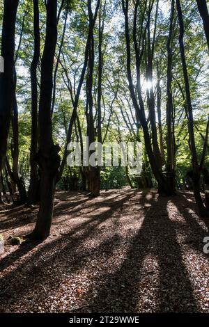 La foresta di Epping, un tempo terreno di caccia di Enrico VIII, ai margini di Londra offre spazio per molte attività ricreative all'aperto. Foto Stock