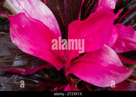 Rosso rosato brillante pianta di Cordyline fruticosa primo piano . Foto di alta qualità Foto Stock