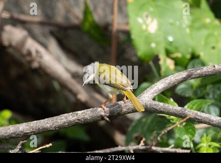 L'Apalis dal petto giallo è un membro della famiglia delle parrucche che trascorre gran parte del suo tempo a brillare il baldacchino superiore in cerca di cibo invertebrato. Foto Stock