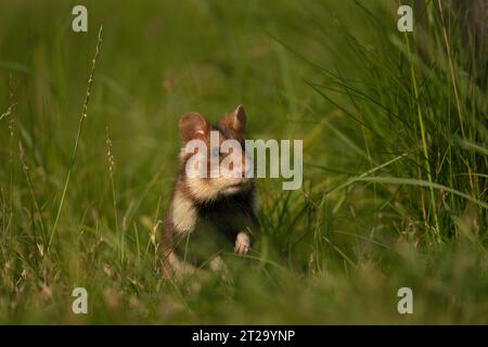 Il criceto europeo si nasconde nell'erba. Rari criceti stanno cercando cibo. Roditore arancione e bianco in Europa. Flora e fauna selvatiche durante l'estate. Foto Stock