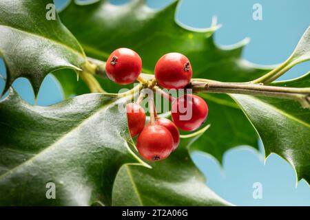 Arbusto Holly con bacche rosse da vicino all'aperto Foto Stock