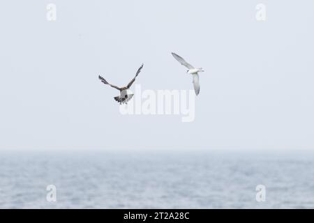 Arctic Skua (Stercorarius parasiticus) Harrassing Common Tern (Sterna hirundo) kleptoparasitsm Norfolk ottobre 2023 Foto Stock