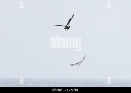 Arctic Skua (Stercorarius parasiticus) Harrassing Common Tern (Sterna hirundo) kleptoparasitsm Norfolk ottobre 2023 Foto Stock