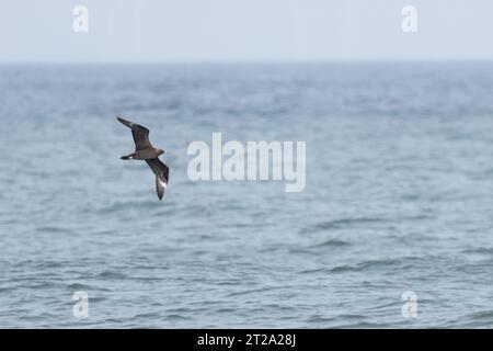 Arctic Skua (Stercorarius parasiticus) Harrassing Common Tern (Sterna hirundo) Norfolk ottobre 2023 Foto Stock