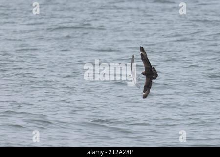 Arctic Skua (Stercorarius parasiticus) Harrassing Common Tern (Sterna hirundo) kleptoparasitsm Norfolk ottobre 2023 Foto Stock