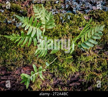 Felce polipodica comune (felce murale) che cresce tra muschio su un albero abbattuto Foto Stock