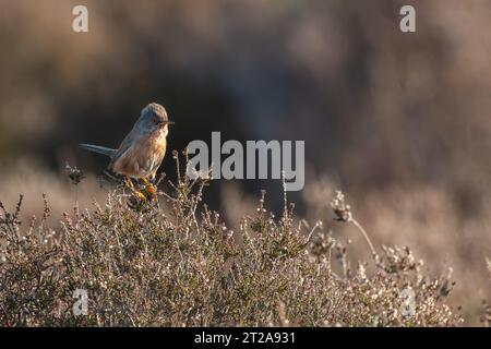 Uccello Dartford Warbler arroccato su Heather Foto Stock