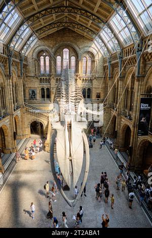 Scheletro di balena azzurra nella sala principale del Museo di storia naturale di Londra, 10 ottobre 2023 a Londra, Regno Unito. Foto Stock