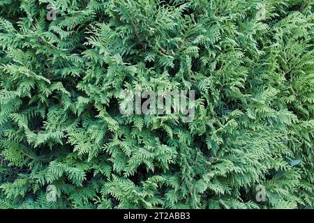 Immagine di sfondo verde della pianta di thuja Foto Stock